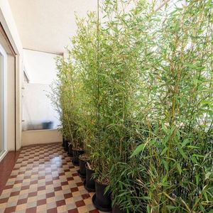 Property in Musicians Quarter